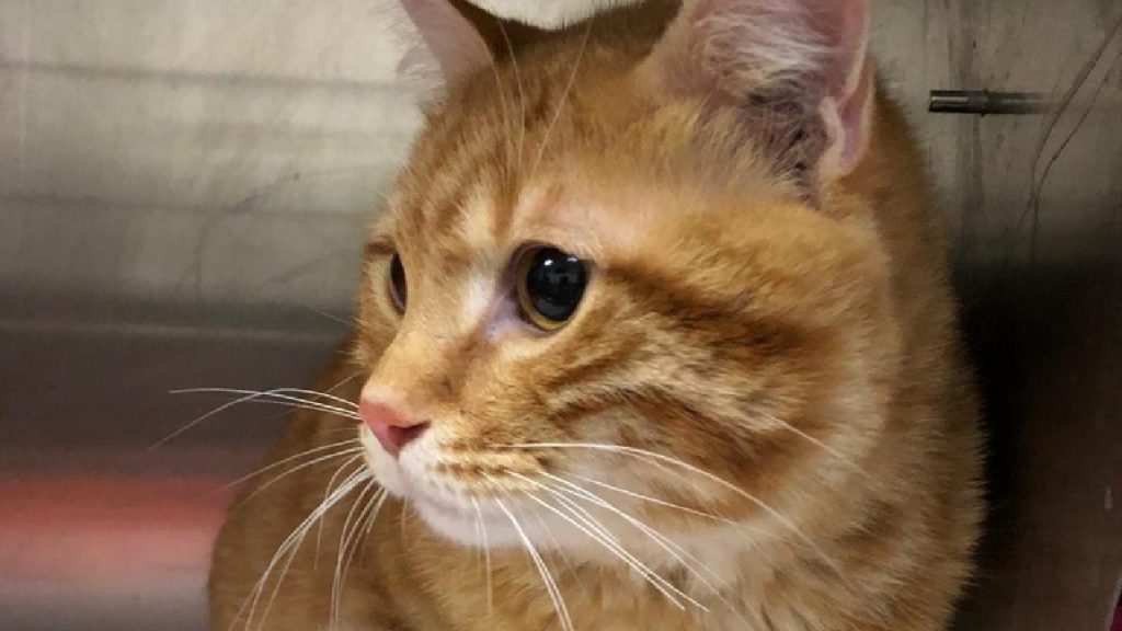 Kaybolan kedi, 10 yıl sonra evine geri döndü