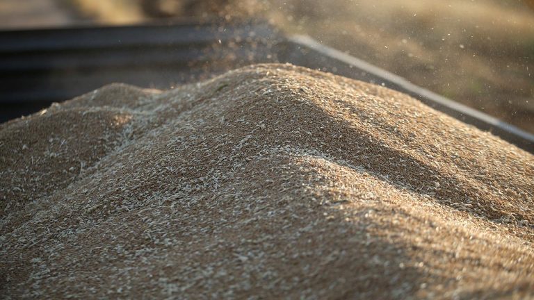 TİGEM 4 bin 427 ton mahsul buğday satacak