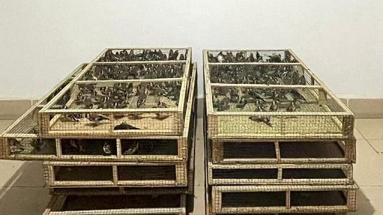 Ankarada saka kuşu üretip satan kişiye 1,4 milyon lira ceza