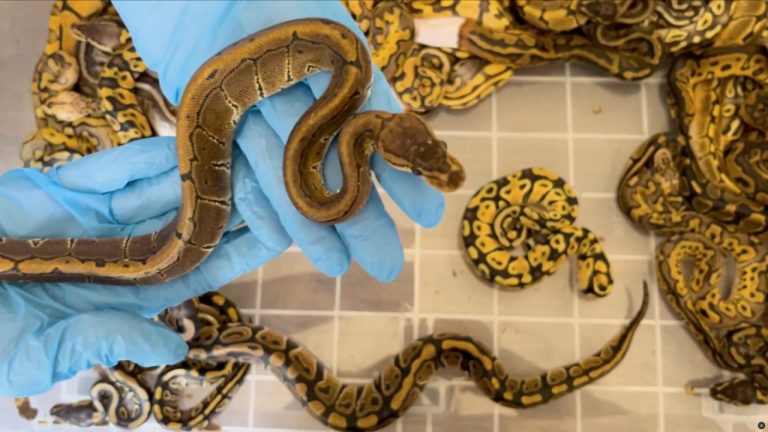 Havaalanında valizden 37 canlı zehirli yılan çıktı